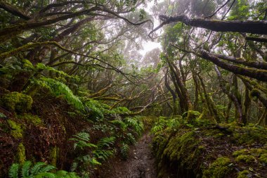 Mossy trees arching above a muddy forest trail in the dense laurisilva of Anaga