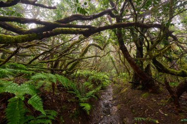 Anaga 'nın yoğun laurisilva' sında çamurlu bir orman patikasının üzerinde kıvrılmış yosunlu dallar.