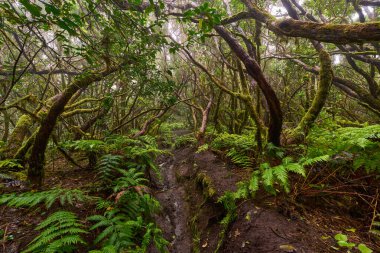Daytime View of Twisted Mossy Branches Arching Above Muddy Forest Trail in Dense Laurisilva of Anaga