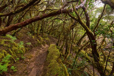 Anaga 'nın yoğun laurisilva' sında çamurlu bir orman patikasının üzerinde kıvrılmış yosunlu dallar.