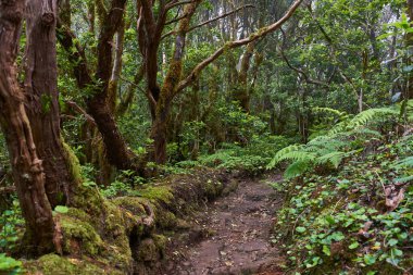 Antik Guanche yosunsu taş basamakları Anaga, Tenerife 'deki bir orman patikasına oyulmuş.