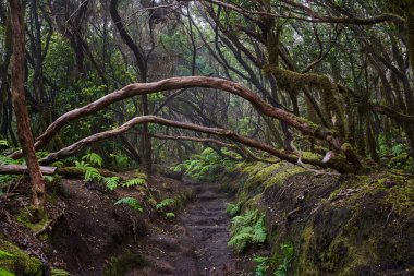 Antik Guanche yosunsu taş basamakları Anaga, Tenerife 'deki bir orman patikasına oyulmuş.