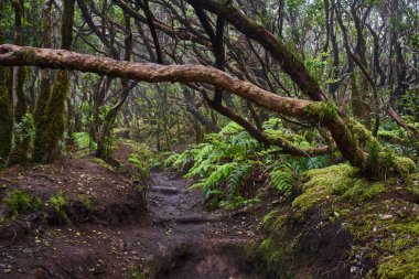 Stone steps carved into a forest trail in the subtropical laurisilva of Anaga, Tenerife