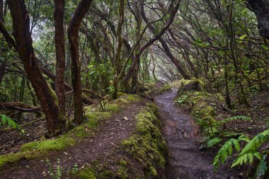 Stone steps carved into a forest trail in the subtropical laurisilva of Anaga, Tenerife