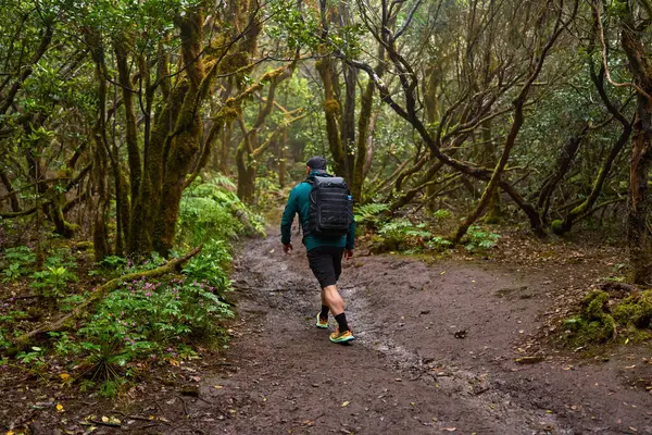 Anaga 'nın yoğun laurisilva' sında yemyeşil bitki örtüsüyle çamurlu orman yolunda yürüyen bir adam.