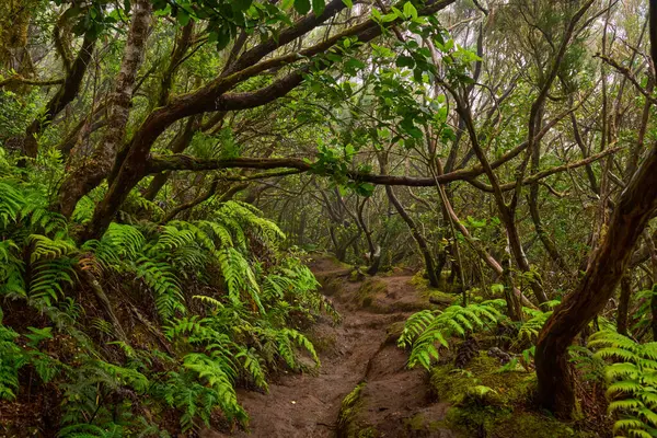 Anaga 'nın yoğun laurisilva ormanlarındaki bir orman yolu üzerinde yosun kaplı dallar.