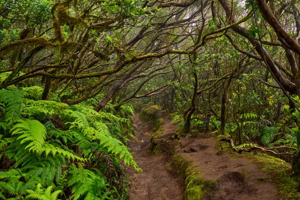 Mossy branches over a forest trail in the dense laurisilva woods of Anaga