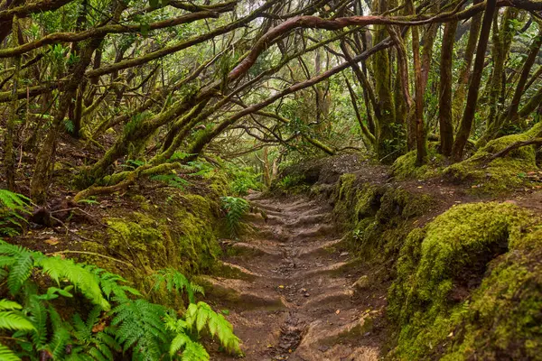 Stone steps carved into a forest trail in the subtropical laurisilva of Anaga, Tenerife
