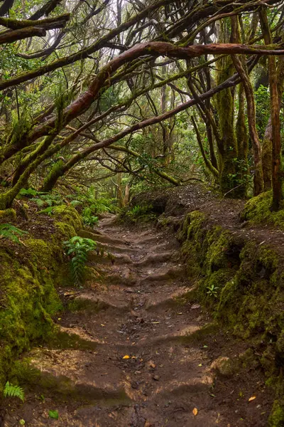 Antik Guanche yosunsu taş basamakları Anaga, Tenerife 'deki bir orman patikasına oyulmuş.