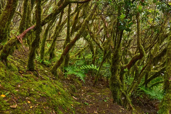 Yosun kaplı kıvrımlı ağaçlar ve yoğun yeşil eğreltiotları Anaga 'nın Laurisilva ormanında dar bir patikayı çevreleyen