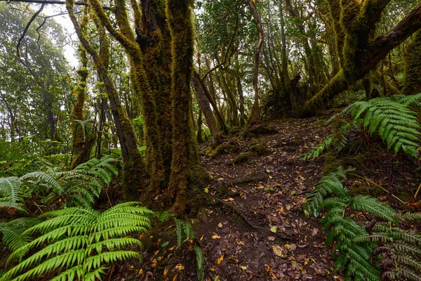 Anaga Laurisilva Ormanı 'ndaki yosun kaplı kökler ve karışık ağaçların arasından geçen çamurlu izler.