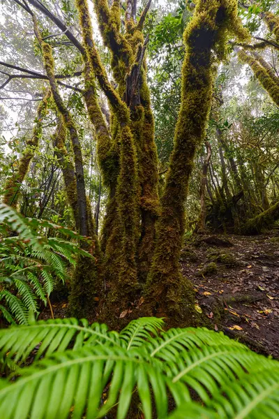Laurel forest of Anaga surrounded by large ferns and dense green foliage