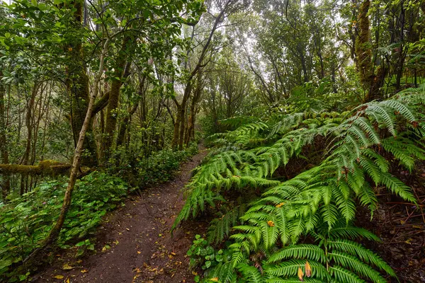 Anaga Laurisilva Ormanı 'ndaki yosun kaplı kökler ve karışık ağaçların arasından geçen çamurlu izler.