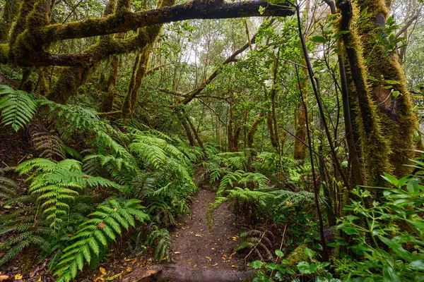 Anaga Laurisilva Ormanı 'ndaki yosun kaplı kökler ve karışık ağaçların arasından geçen çamurlu izler.