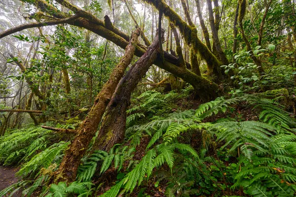 Büyük eğimli yosunlu ağaçların altında yetişen eğreltiotu ağaçları Anaga 'nın nemli laurisilvasında bir orman yamacında.