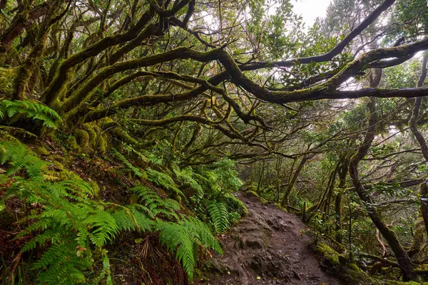 Büyük eğrelti otları ve yoğun yeşil yapraklarla çevrili Anaga defne ormanında kıvrılan yemyeşil bir patika.