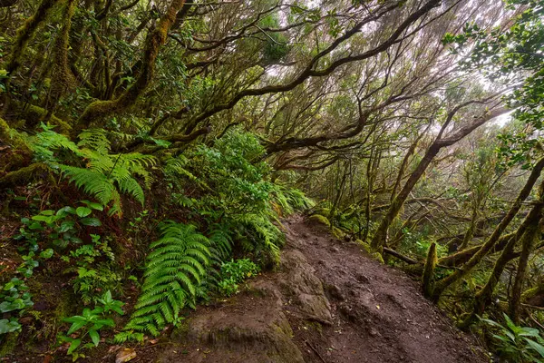 Büyük eğrelti otları ve yoğun yeşil yapraklarla çevrili Anaga defne ormanında kıvrılan yemyeşil bir patika.
