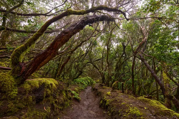 Twisted trees above muddy forest trail in laurisilva of Anaga