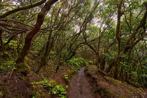 Muddy forest trail in the dense laurisilva of Anaga