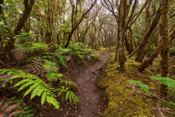 Mossy trees arching above a muddy forest trail in the dense laurisilva of Anaga