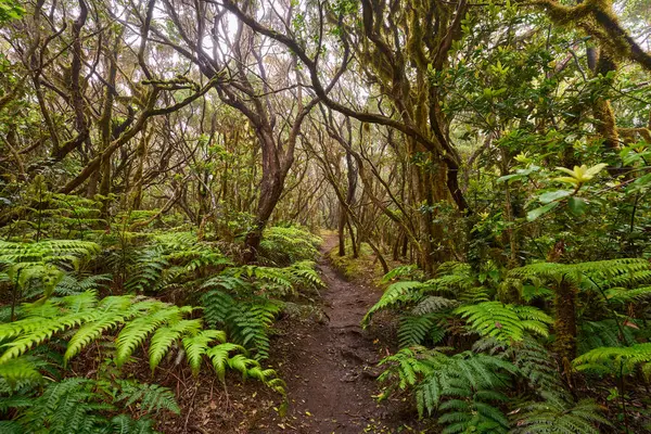 Muddy forest trail in the dense laurisilva of Anaga