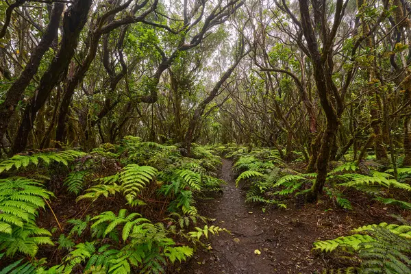 Daytime View of Twisted Mossy Branches Arching Above Muddy Forest Trail in Dense Laurisilva of Anaga
