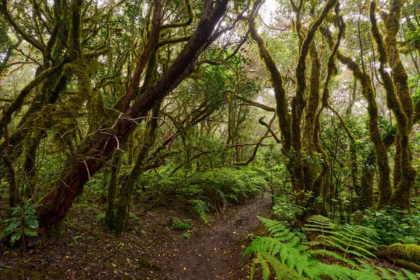 Twisted branches above forest trail in dense laurisilva of Anaga