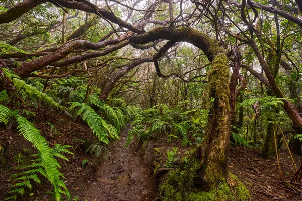 Twisted branches above forest trail in dense laurisilva of Anaga