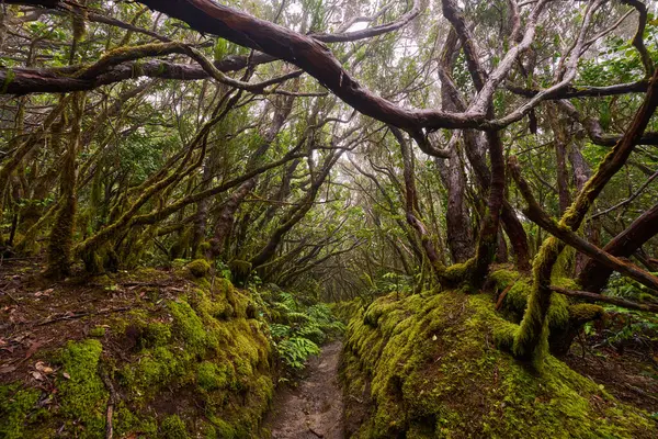 Mossy trees arching above a muddy forest trail in the dense laurisilva of Anaga