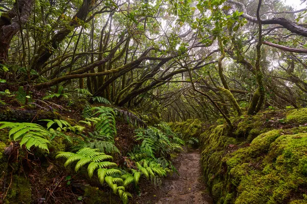 Twisted branches above forest trail in dense laurisilva of Anaga
