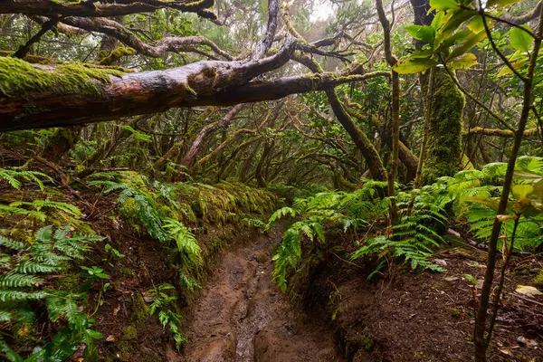 Muddy forest trail in the dense laurisilva of Anaga