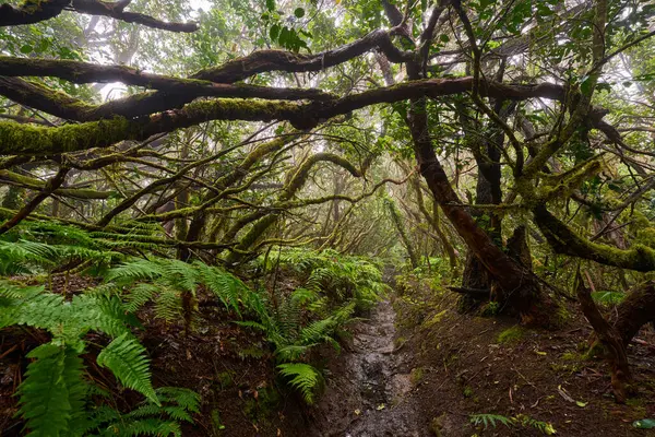 Anaga 'nın yoğun laurisilva' sında çamurlu bir orman patikasının üzerinde kıvrılmış yosunlu dallar.