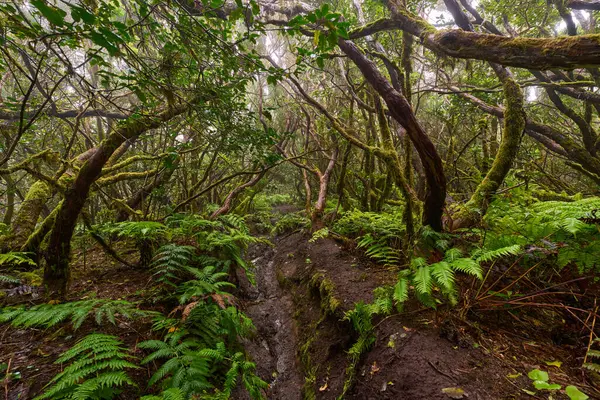 Daytime View of Twisted Mossy Branches Arching Above Muddy Forest Trail in Dense Laurisilva of Anaga