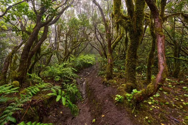 Twisted mossy branches in forest in laurisilva, Anaga