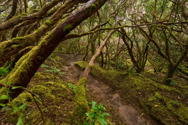 Daytime View of Twisted Mossy Branches Arching Above Muddy Forest Trail in Dense Laurisilva of Anaga