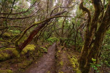 Anaga, Tenerife 'nin sık defne ormanlarında orman yolunda yosun kaplı ağaçlar.
