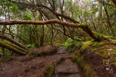 Anaga, Tenerife 'nin sık defne ormanlarında orman yolunda yosun kaplı ağaçlar.