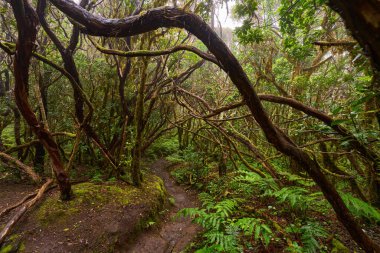 Anaga, Tenerife 'nin sık defne ormanlarında orman yolunda yosun kaplı ağaçlar.