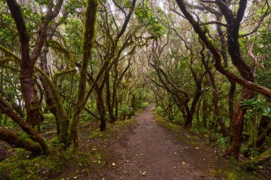 Anaga, Tenerife 'nin sık defne ormanlarında orman yolunda yosun kaplı ağaçlar.