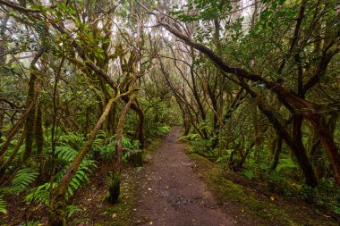 Anaga, Tenerife 'nin sık defne ormanlarında orman yolunda yosun kaplı ağaçlar.