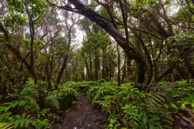 Anaga, Tenerife 'nin sık defne ormanlarında orman yolunda yosun kaplı ağaçlar.