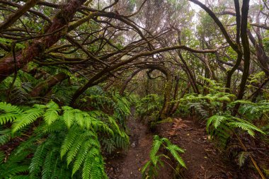 Anaga, Tenerife 'nin sık defne ormanlarında orman yolunda yosun kaplı ağaçlar.