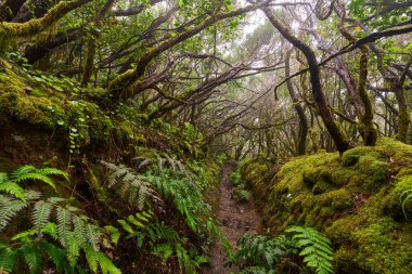 Anaga, Tenerife 'nin sık defne ormanlarında orman yolunda yosun kaplı ağaçlar.
