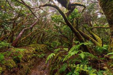 Anaga, Tenerife 'nin sık defne ormanlarında orman yolunda yosun kaplı ağaçlar.