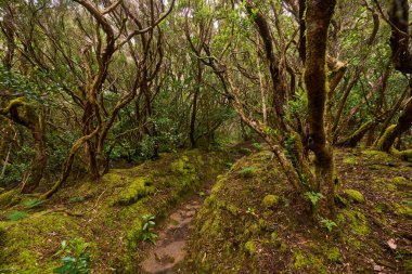 Anaga, Tenerife 'nin sık defne ormanlarında orman yolunda yosun kaplı ağaçlar.