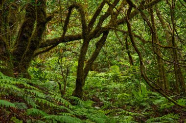 Anaga, Tenerife 'deki nemli Laurisilva ormanlarındaki eğimli yosun ağaçlarının altında büyüyen büyük eğreltiotu ağaçları.