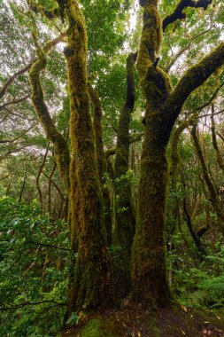 Green mossy forest at laurisilva, Anaga, Tenerife