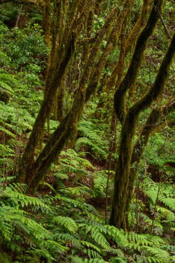 Anaga, Tenerife 'deki nemli Laurisilva ormanlarındaki eğimli yosun ağaçlarının altında büyüyen büyük eğreltiotu ağaçları.