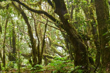 Laurisilva ormanında kalın yosunlarla kaplı ağaçlar, Anaga, Tenerife