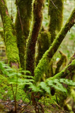 Daytime view of trees covered in thick moss in the laurisilva forest, Anaga, Tenerife